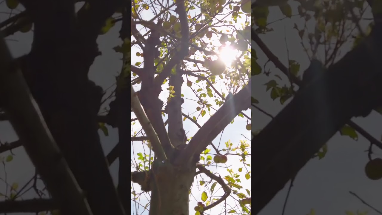 Disappearing in the Sky Music Video | Childhood Memories | Folk | #music  #comingsoon