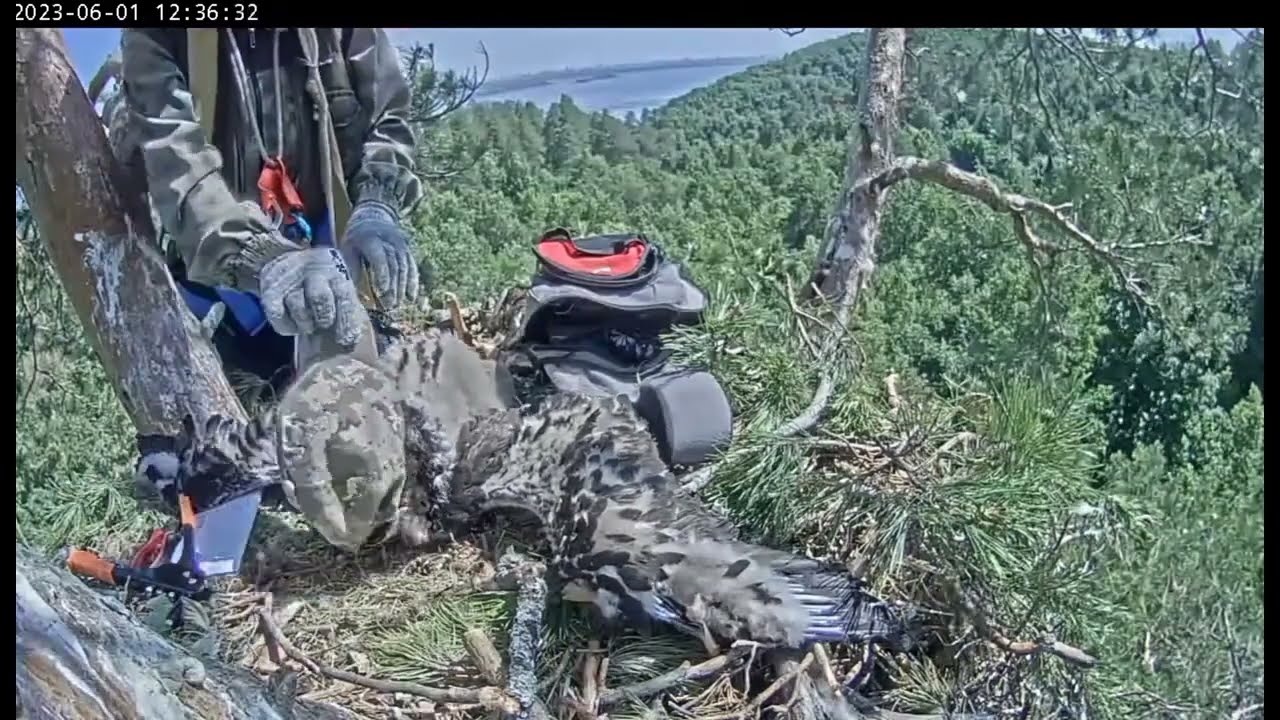 Камычи. 1.06.2023. Кольцевание в прямом эфире/Kamichi. Banding on the air