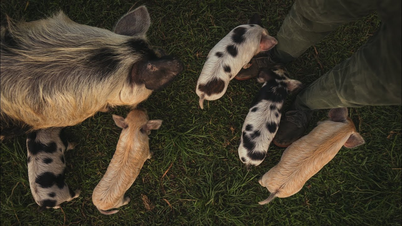Some Things You Should Know When Adding KuneKune Pigs // Prepping The Piglets For Their New Owners.