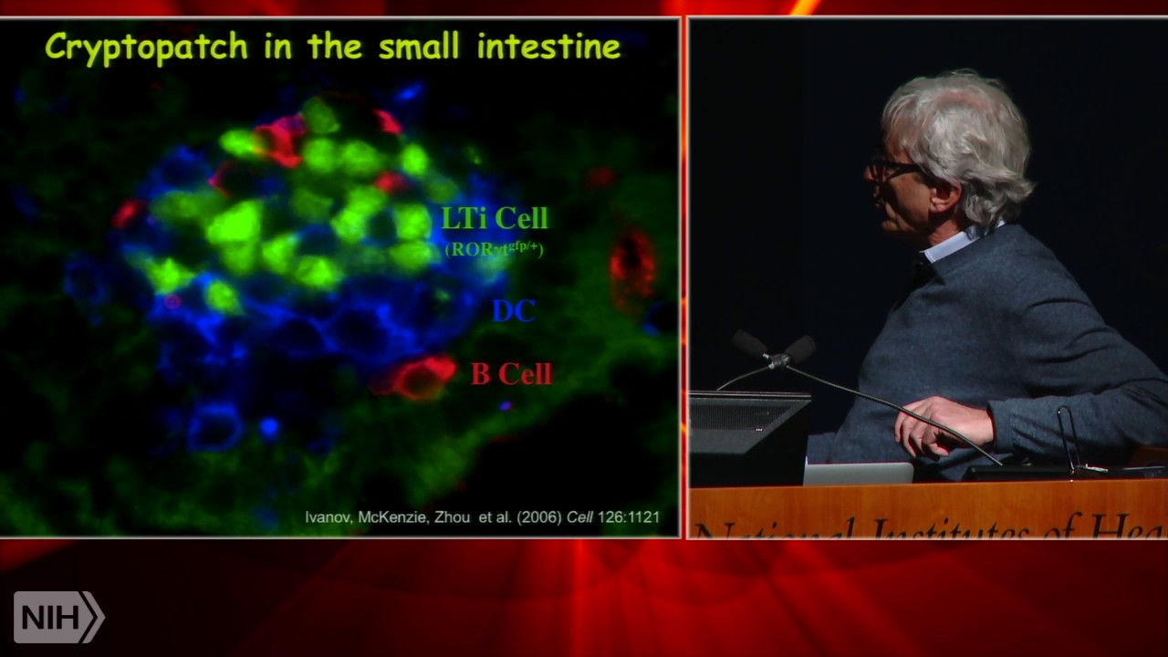 The microbiota as instructor and arbiter of immune responses in health and disease