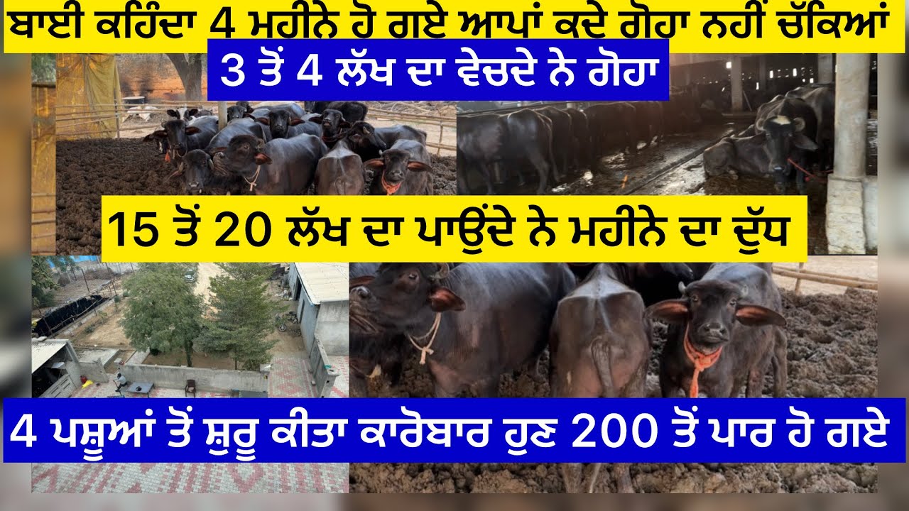 4 ਮਹੀਨੇ ਹੋ ਗਏ ਬਾਈ ਕਹਿੰਦਾ ਕਦੇ ਗੋਹਾ ਨਹੀਂ ਚੱਕਿਆਂ,3 ਤੋਂ 4 ਲੱਖ ਦਾ ਵੇਚਦੇ ਨੇ ਗੋਹਾ ,15 ਤੋਂ 20 ਲੱਖ ਦਾ ਪਾਉਂਦੇ…