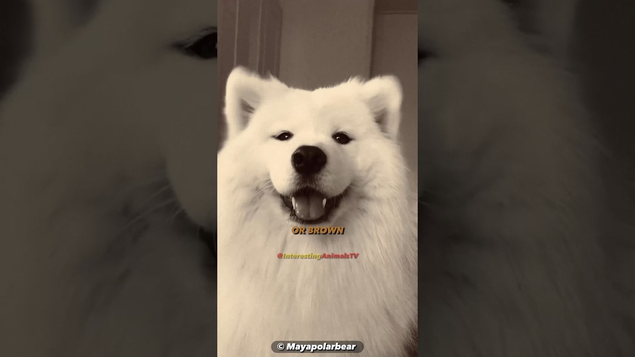 Surprising Truth About How Dogs' Eyes