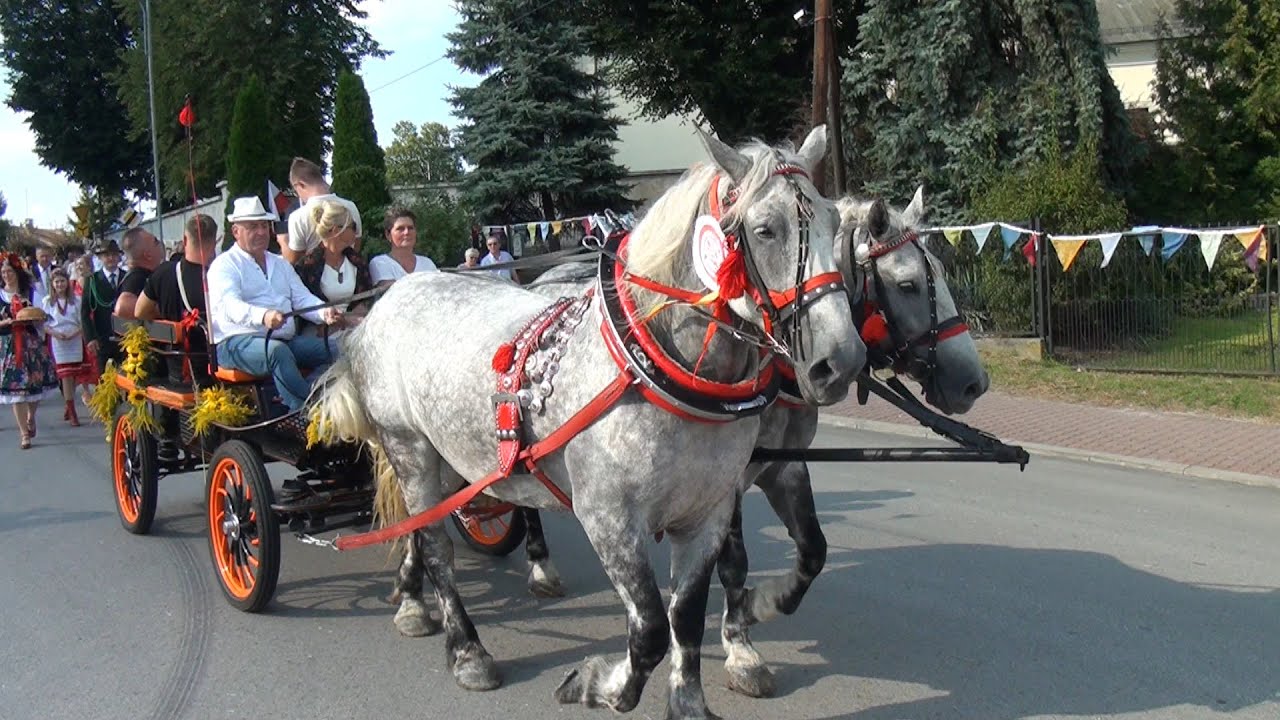 DOŻYNKI w CHMIELNIKU - 18. 8. 2024.