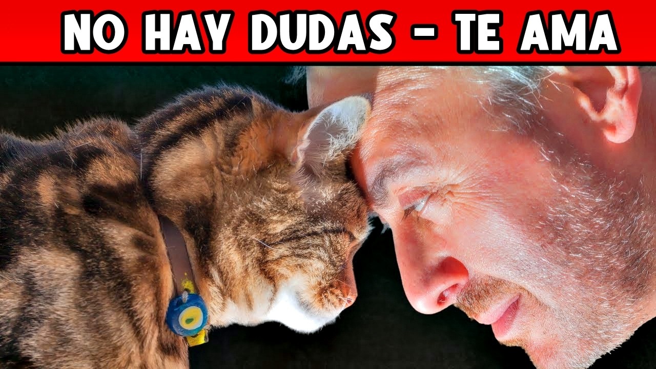 20 Señales de que tu gato te ama y son difíciles de notar! (¡Felicidades si Hace Esto!)