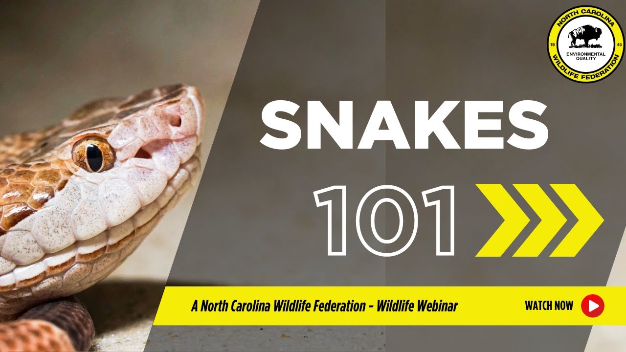 Snakes 101 - North Carolina Wildlife Federation