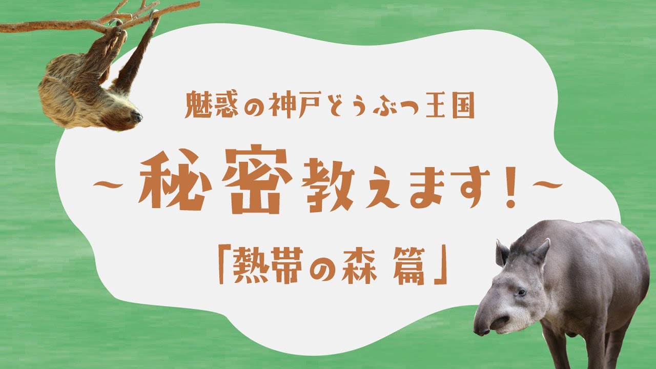 「熱帯の森篇」魅惑の神戸どうぶつ王国～秘密教えます！～【クラウドファンディング】