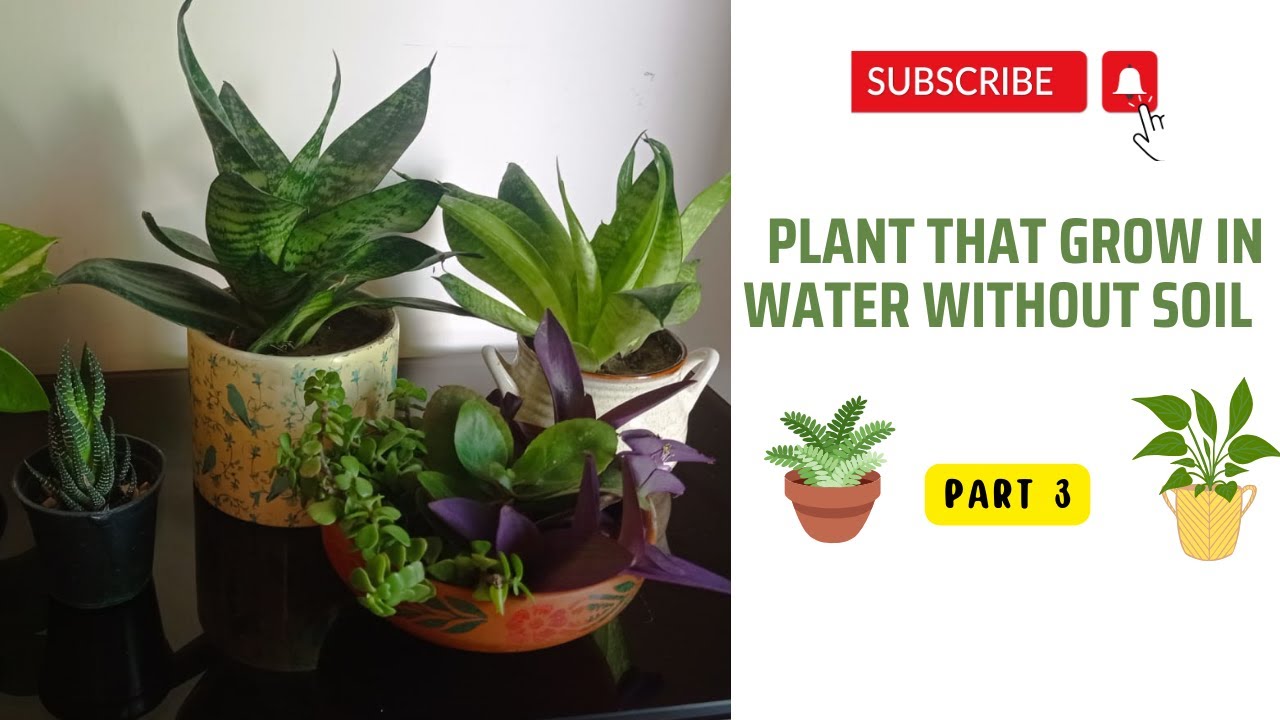 Plant that grow in water without soil/Plant that grow in water / Water Plants #landofideas #garden