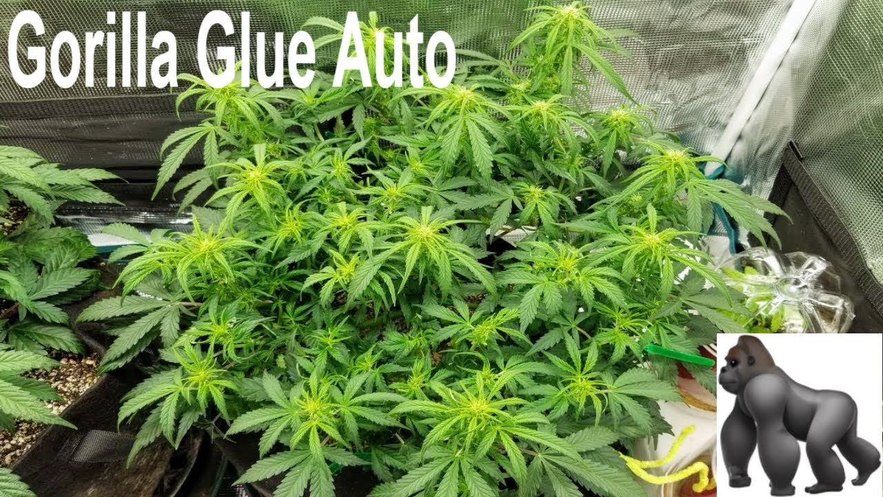 Gorilla Glue Auto Training. One Week Into Flower. Defoliating And A Bit Of LST. 