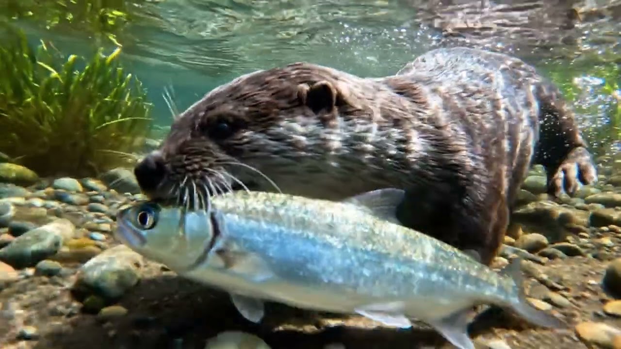 Heartwarming Otter Moments ASRM: A Family's Journey in the Wild