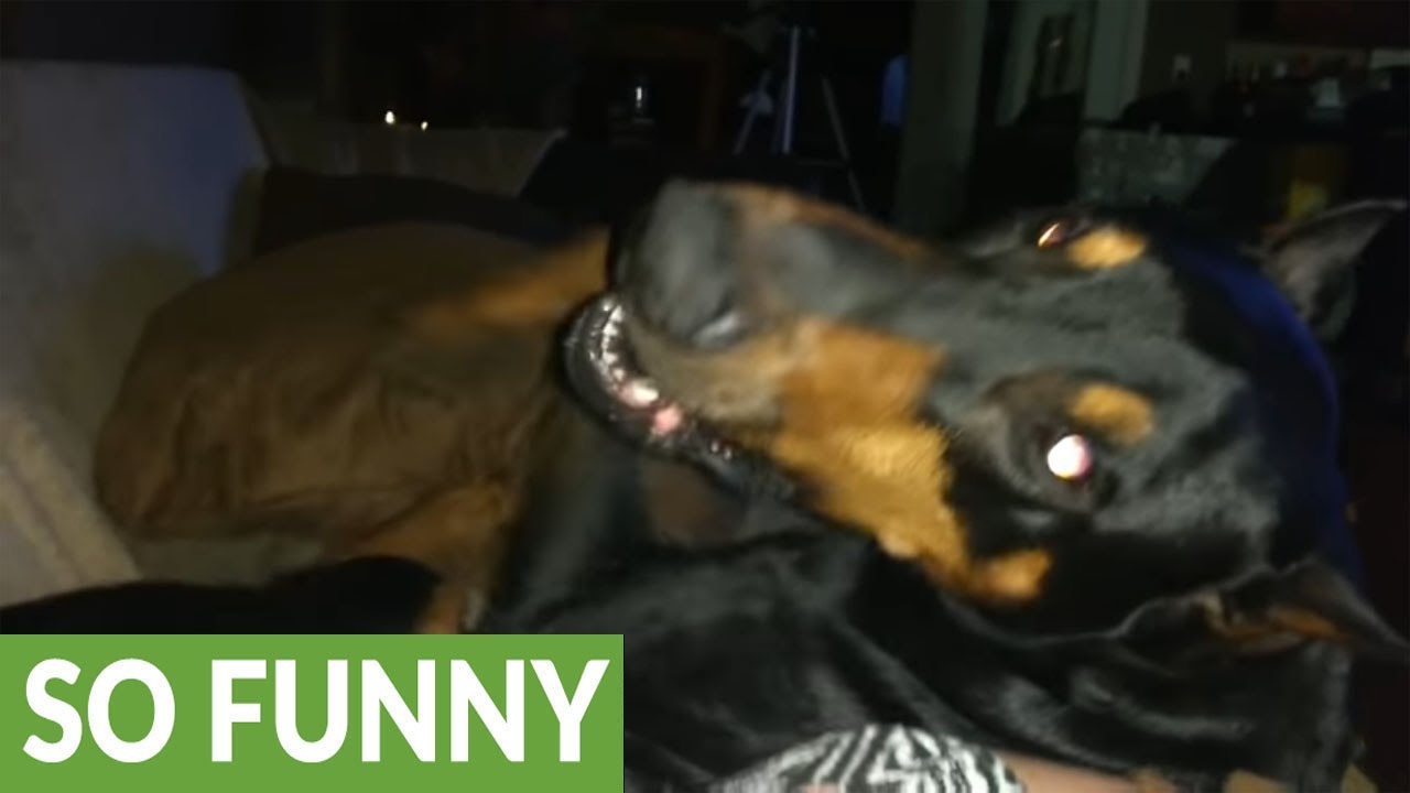 Needy Doberman demands to be scratched