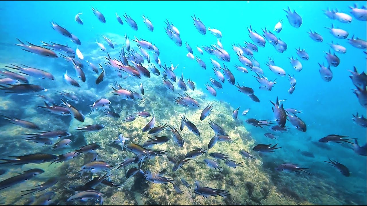 真鶴 三ツ石海岸(神奈川県)でシュノーケリング GoPro[4K]