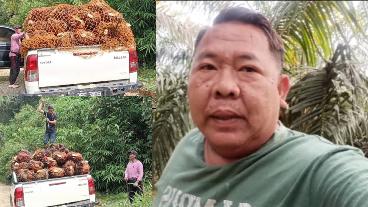 JERKI PEKEBUN SAWIT BERAT 1640KG AMAT LUMAYAN #ukaisenangkasenang 