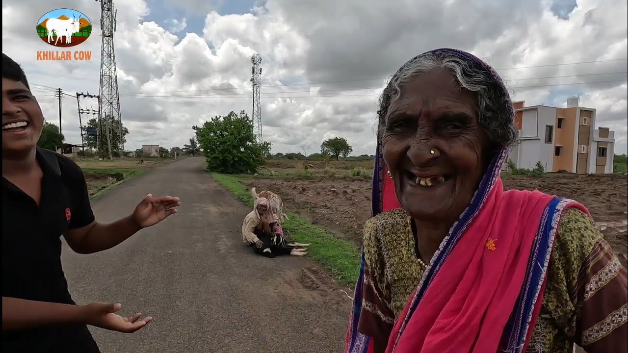 ढाकणी  गाव  मधील खिल्लार / khillar cow