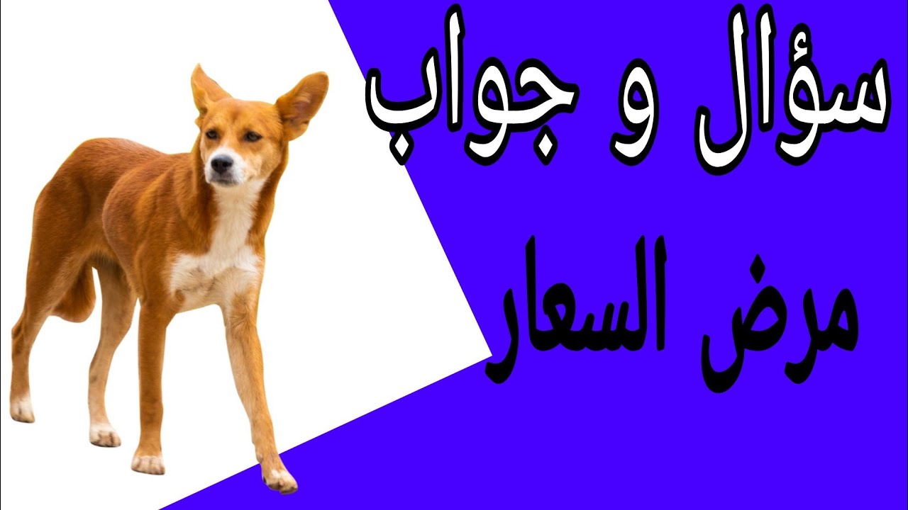 مرض السعار - سؤال و جواب - الفديو اللي في صندوق الوصف فيه تعديل لبعض المعلومات #دلمياء-فؤاد