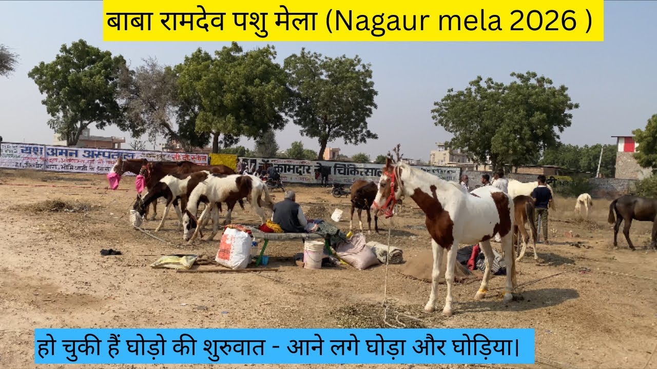 हो चुकी हैं बाबा रामदेव पशु मेला (Nagaur mela 2026 ) की शुरुवात/आने लगे घोड़ा घोड़िया। #views #horse