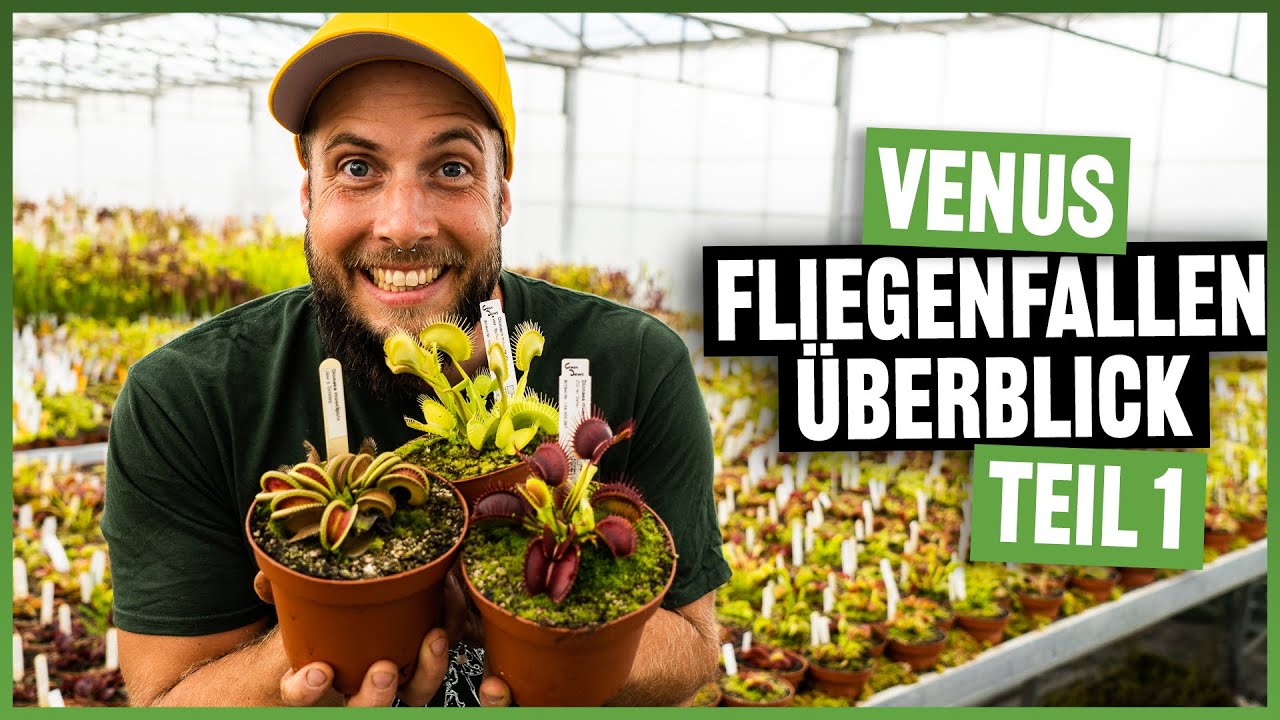 #149 Die Green Jaws Dionaea muscipula Sammlung im Detail - Teil 1