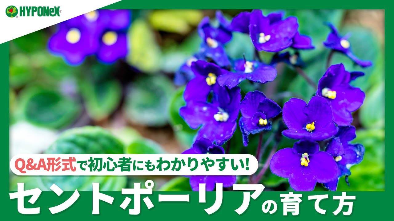 ☘271 ：【Q&A】セントポーリアの育て方｜葉挿しで増やすコツは？水やりや肥料など、日々の管理もご紹介
