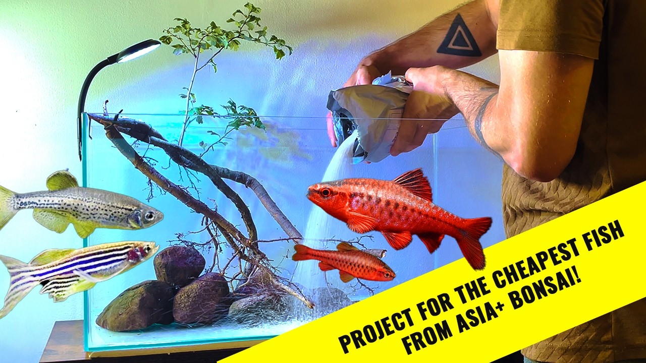 Project aquarium 60x30x30: For The Cheapest Fish from Asia + BONSAI!