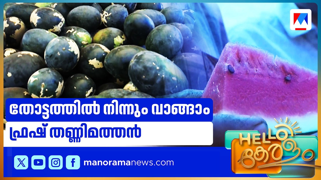 തോട്ടത്തില്‍ പോകാം; ഇഷ്ടമുള്ള തണ്ണിമത്തൻ 'ലൈവ്' പറിച്ചെടുക്കാം | Live Watermelon Harvest in Wandoor