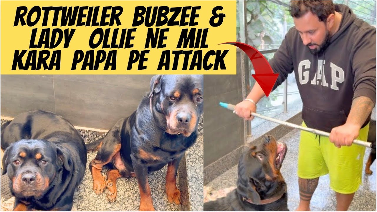 Rottweiler Bubzee & Lady Ollie Ne Kiya Mil Ke Papa Pe Attack: Aaj Kyun Huya Bubzee Itna Aggressive