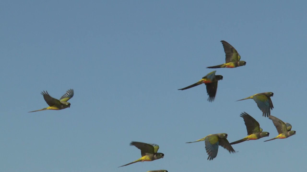 Hudson's Patagonian Parrot