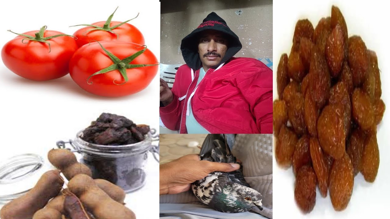 Kabootar ki Masti khatam karne ka Nuskha//Gola kabootar