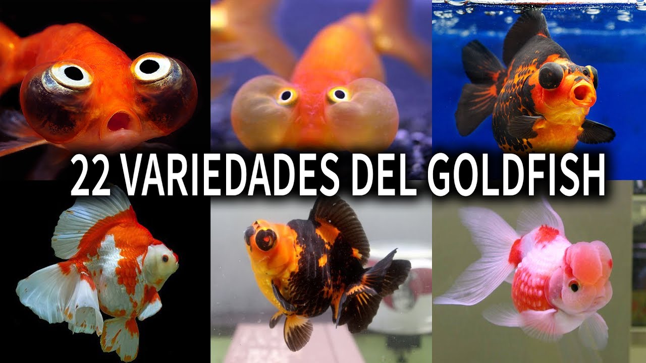 LAS 22 VARIEDADES DEL PEZ GOLDFISH | VARIEDADES DEL PEZ GOLDFISH | AcuariosLP