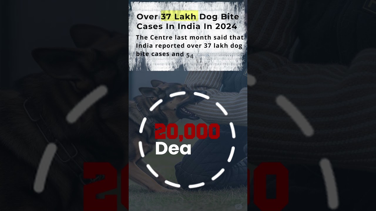 Stray Dog Crisis India: The Supreme Court's Radical Solution #straydogs #sc #thynkz