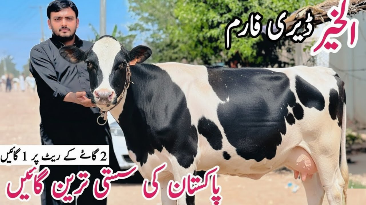 Jersey Cows for sale in Punjab |Australian Friesian Cross Cows for sale in Punjab |Best Cows