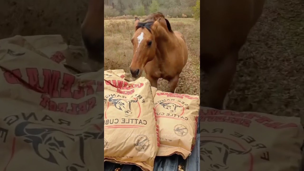 Funny horse 🐴 #funny #horse #funnyanimal #funnyhorse #funnyvideo #foryou