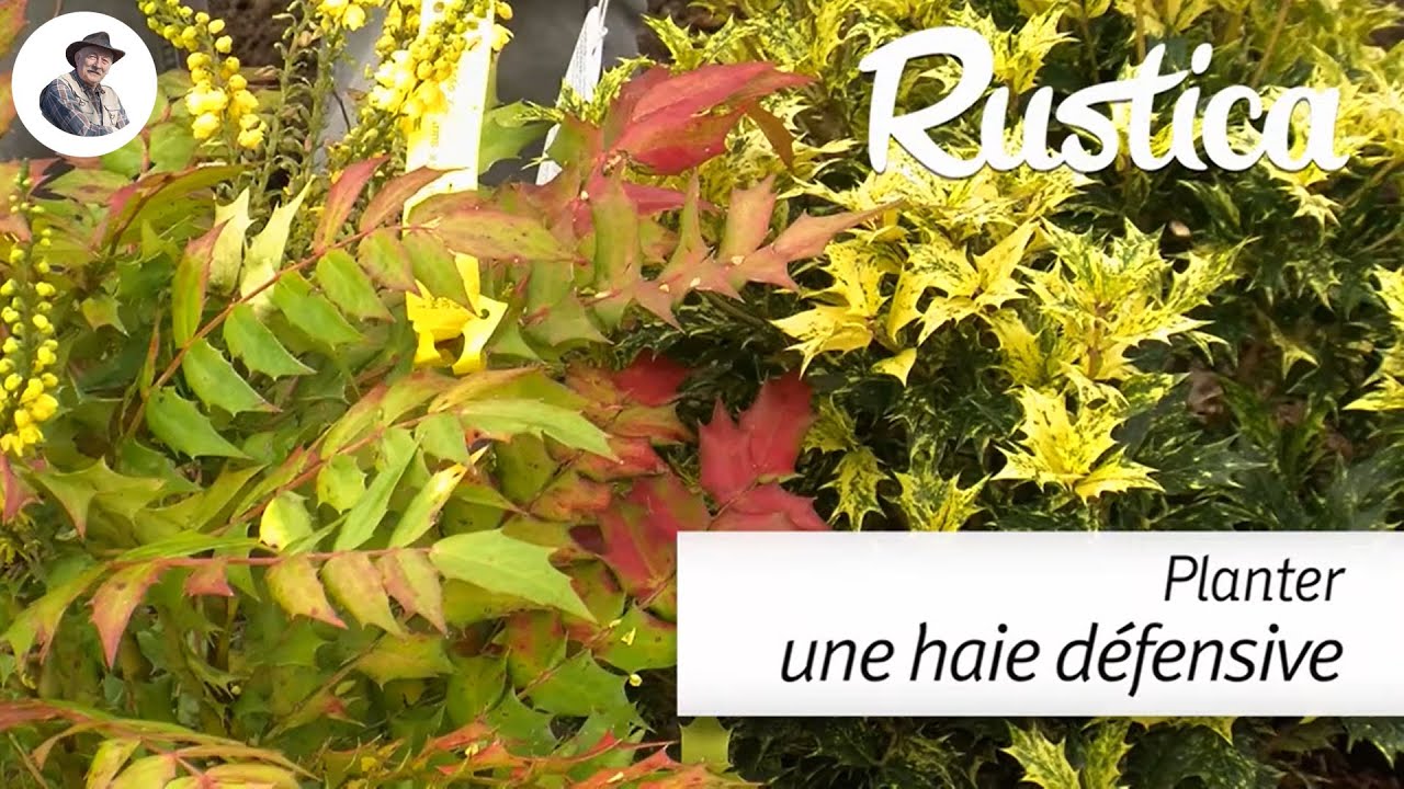 Planter une haie défensive
