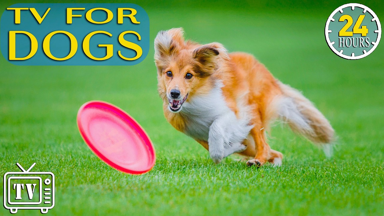 [LIVE] Dog TV: Calm Your Dog with Relaxing Music & Videos for Dogs | Anxiety Relief & Stop Boredom