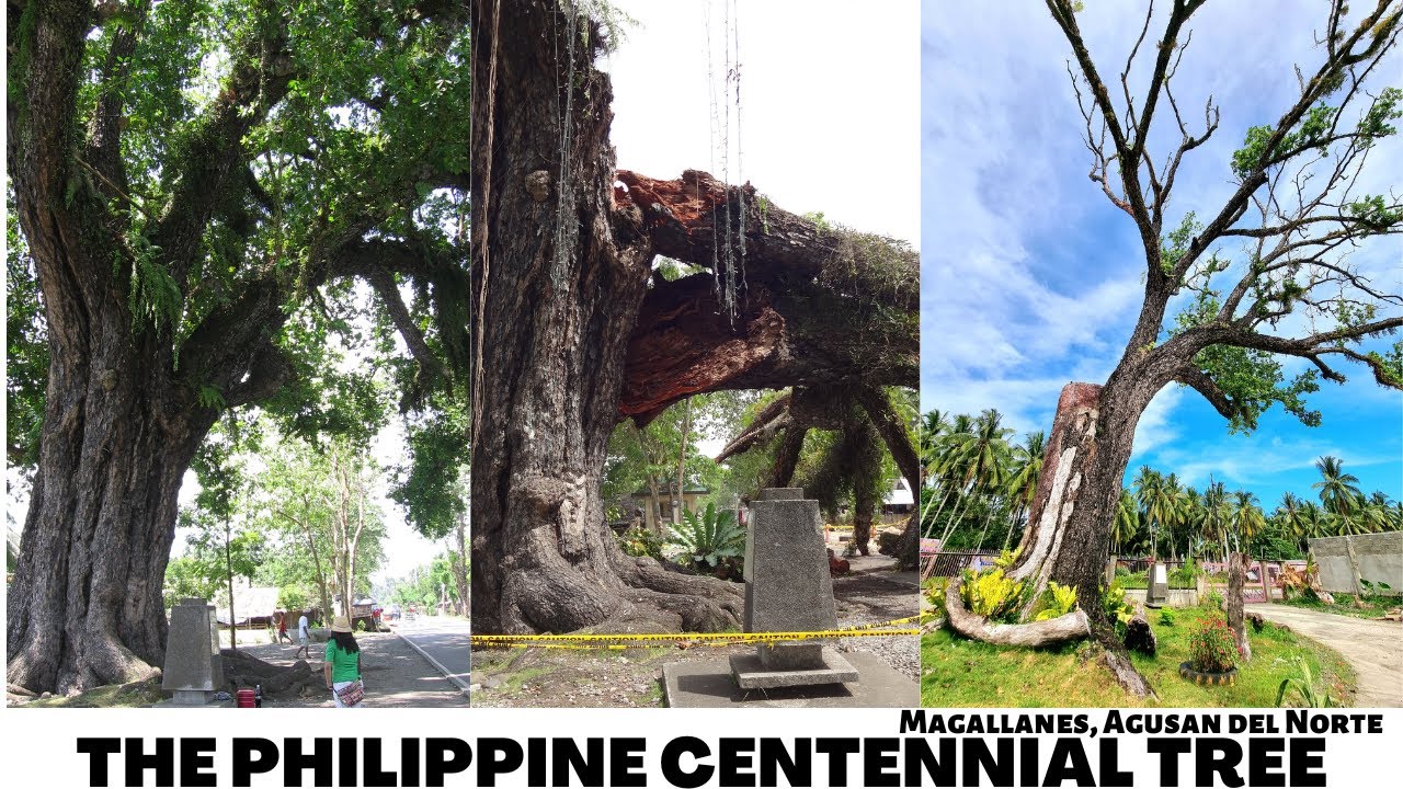 The Philippine Centennial Tree [Bitaog] Magallanes, Agusan del Norte: Aerial Shot in Magallanes #27