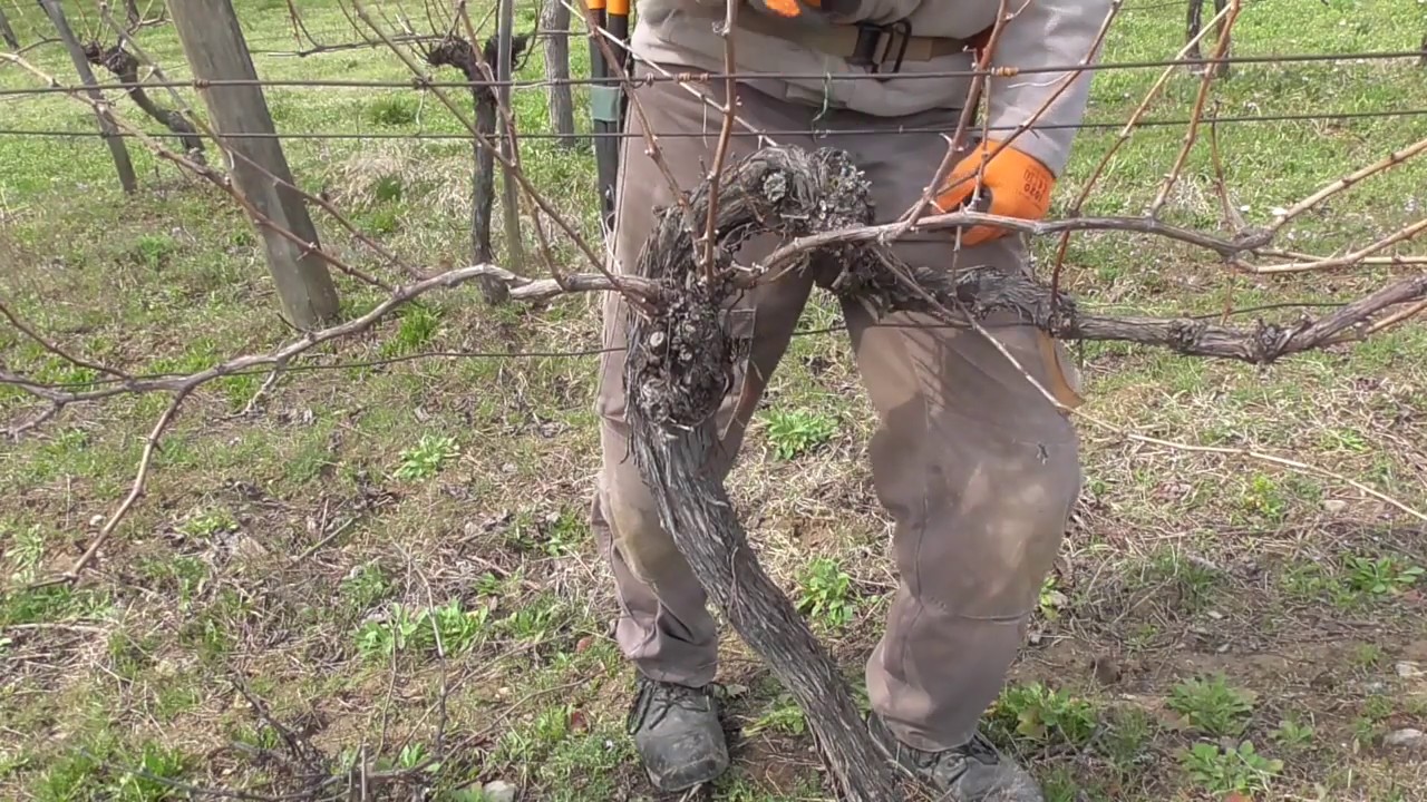 Corrective pruning of an old wine vine. Example 1.
