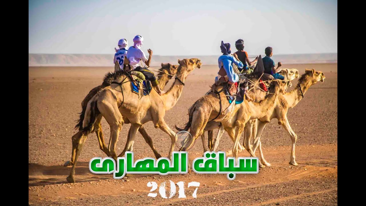 أفراح مطريون -الذاكرة الثقافية سباق المهارى 2017