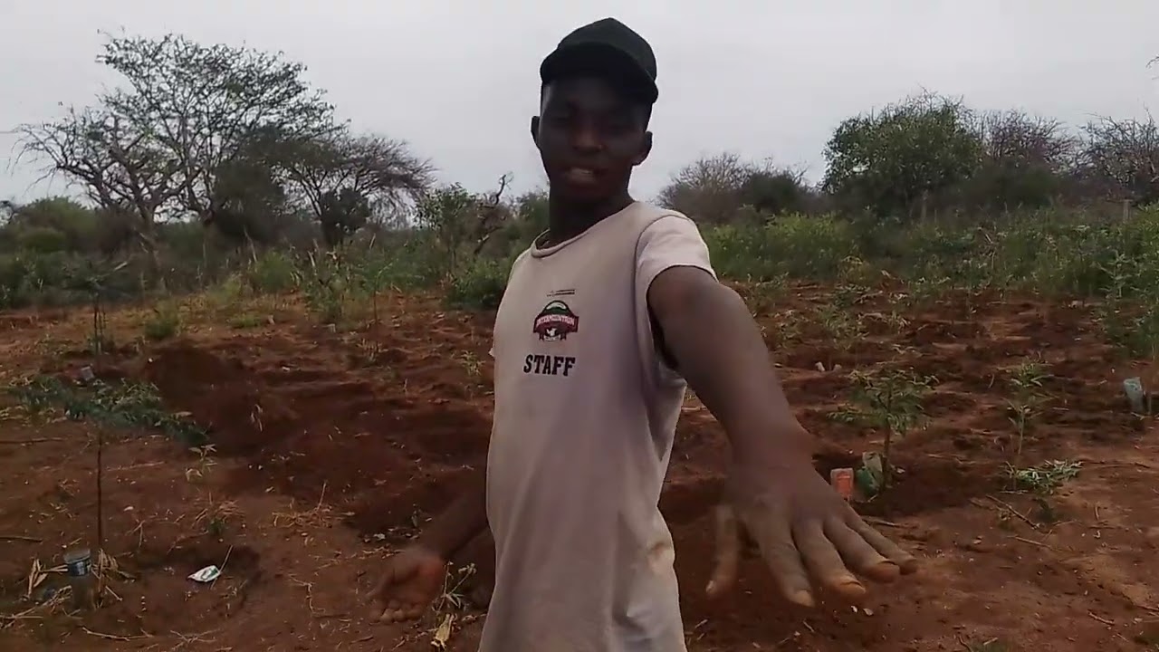 How prepare your land for planting kales