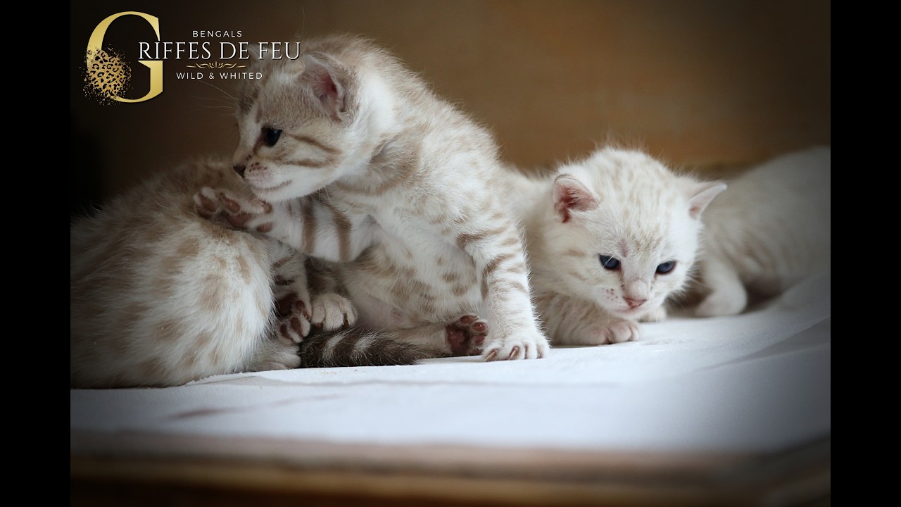 Kittens Ti Amo des Griffes de Feu X Amazongold Ice Cream