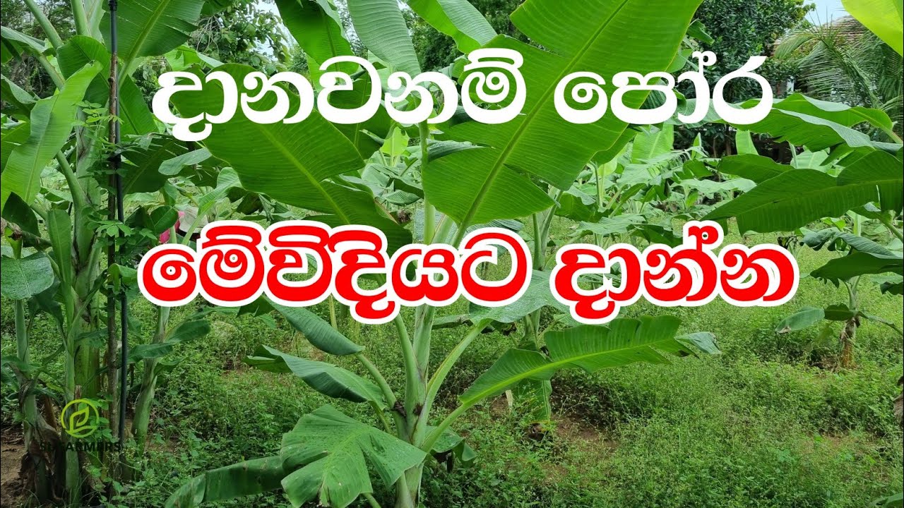24 October 2025|විශ්වාස කරනවනම් කරපල්ලා.banana farming|fertilizing|