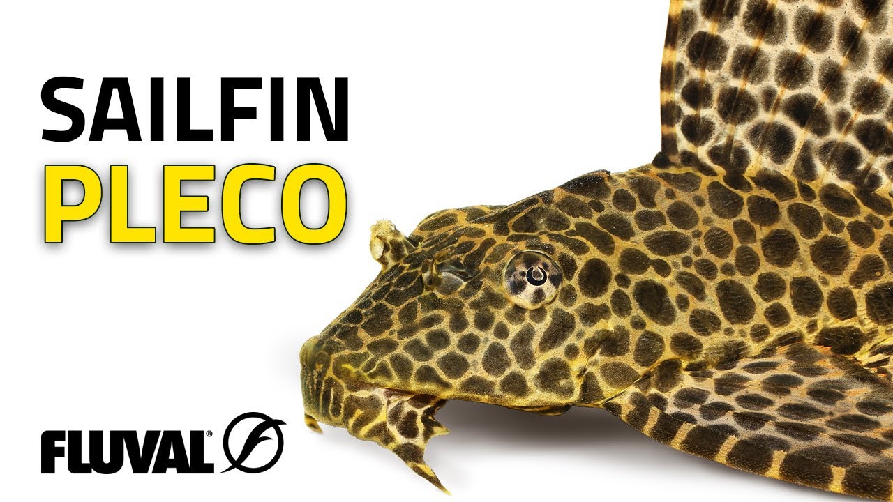 Species Spotlight | Sailfin Pleco