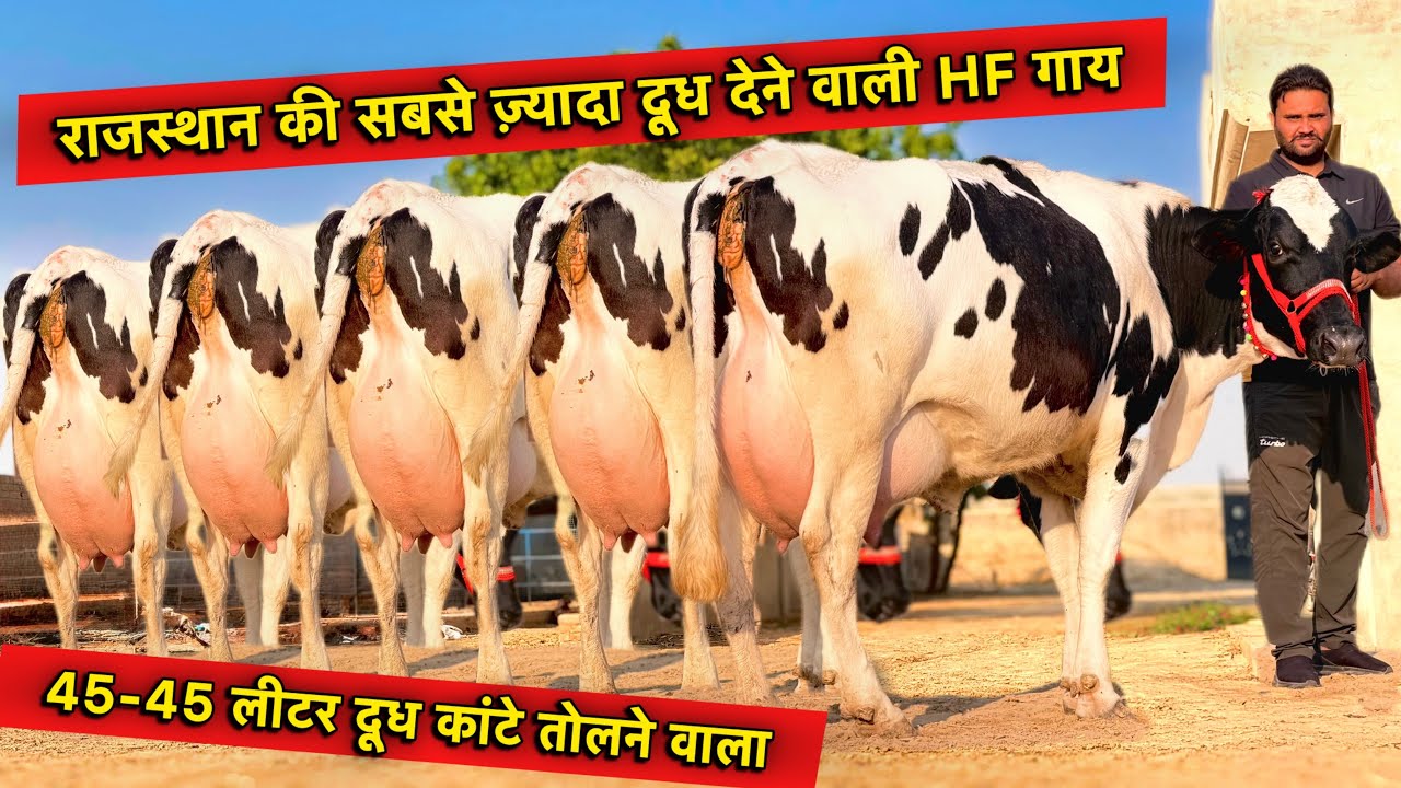25 से 45 लीटर दूध कांटे तोलने वाला👌सबसे बड़ी 8 HF गाय बिकाऊ👍Top High Milking Cows For Sale 