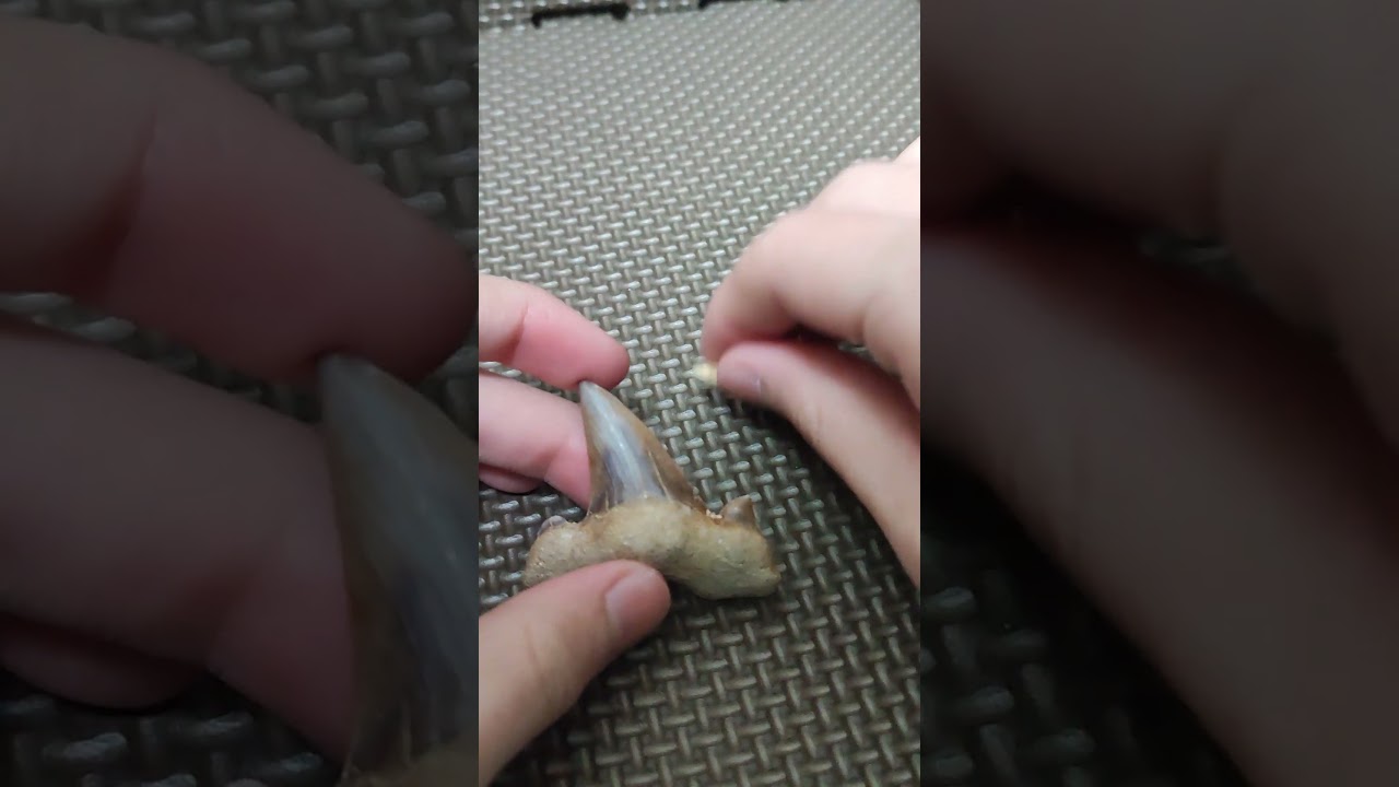 知ってる?太古のサメ。ラムナ #化石