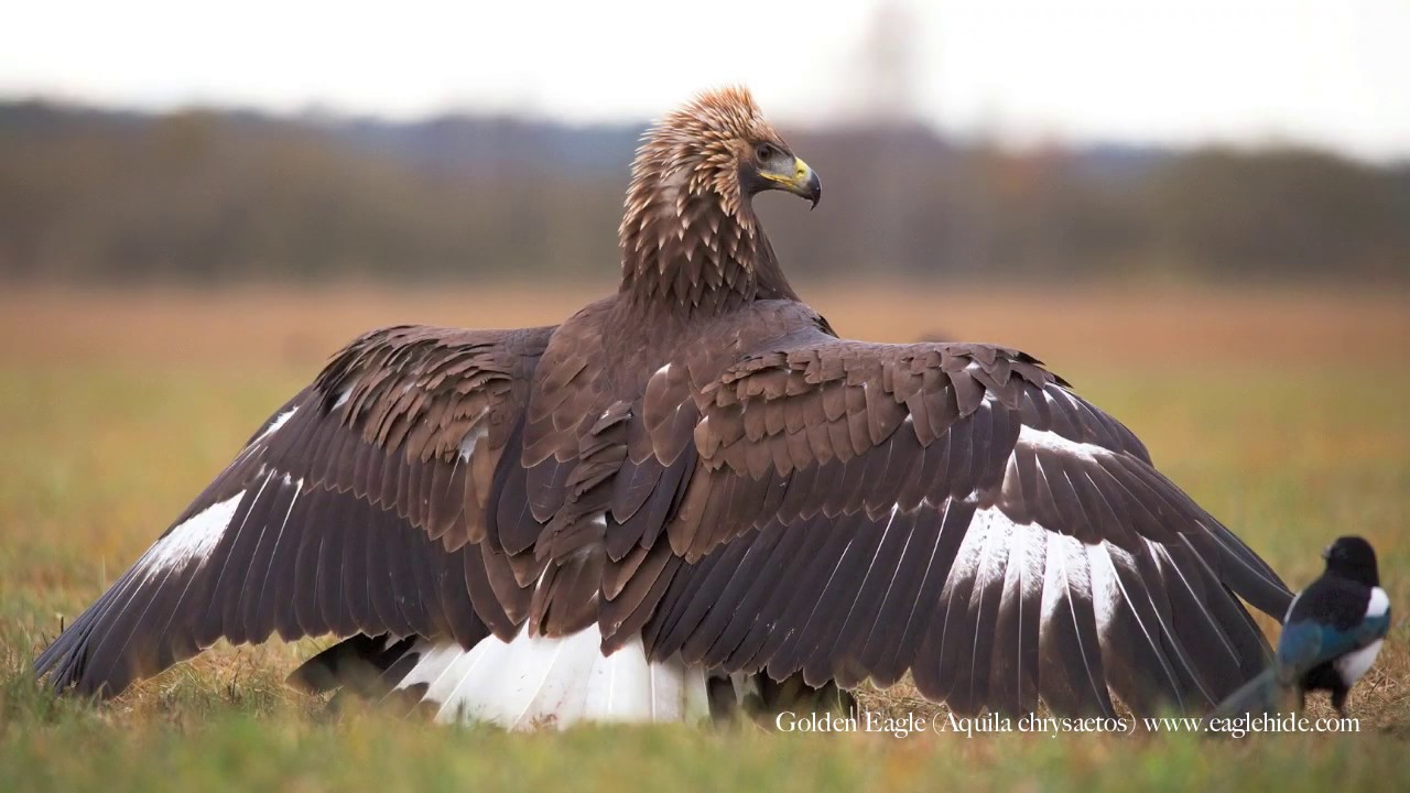 Unforgettable moments with the birds of prey (www.eaglehide.com)