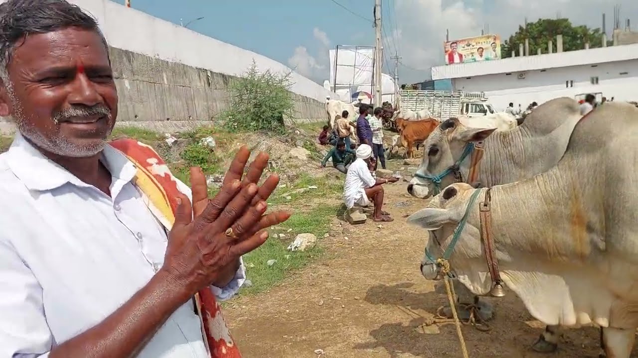 Biggest Bull market in Telangana | Devarakadra Bulls market in Telangana @purnafarms 