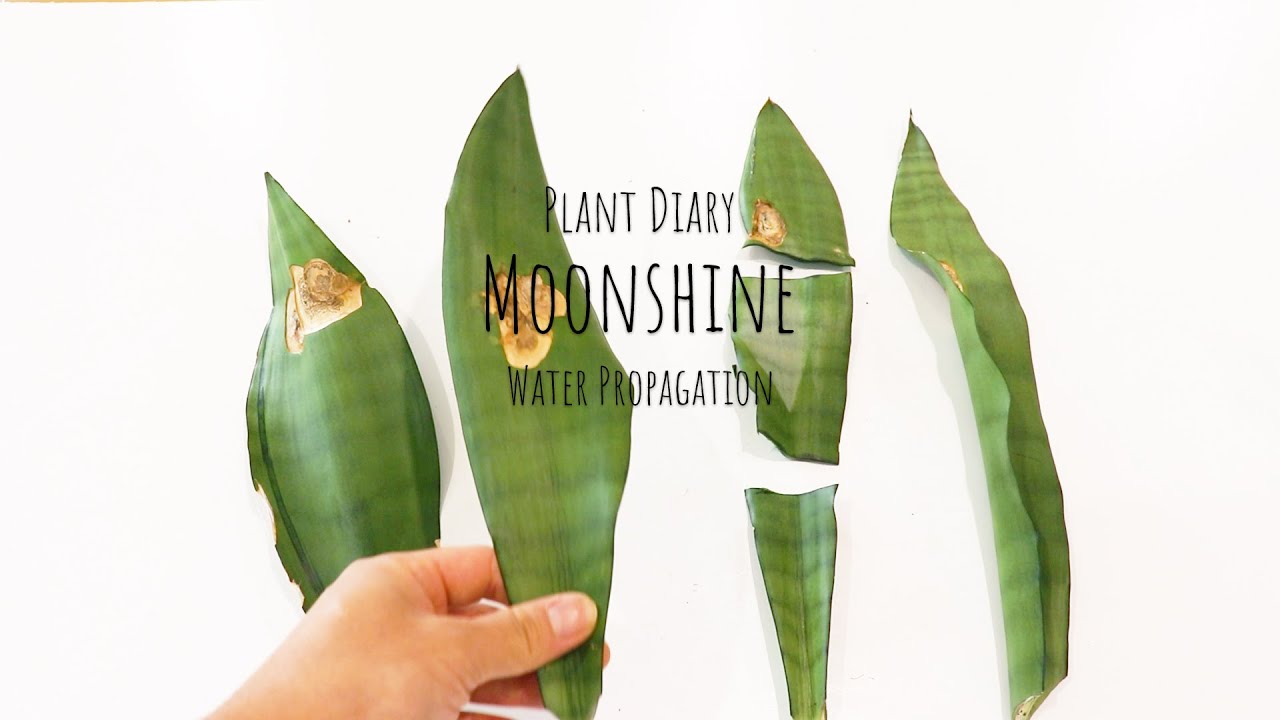 Plant diary | How to propagate Sansevieria Moonshine Snake Plant Propagation in Water Experiment