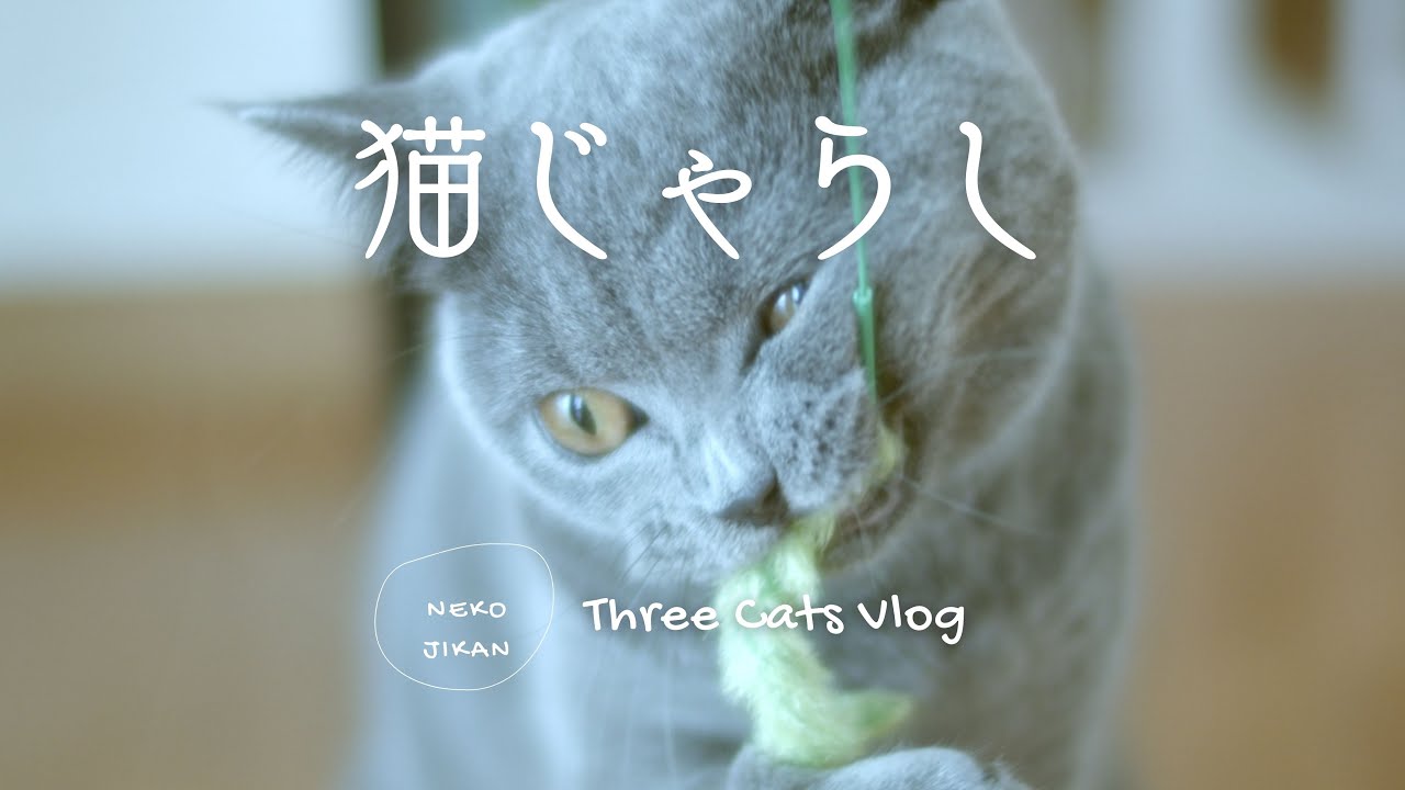 Cinematic Cat vlog - Excited British shorthair｜BMPCC4K | Voigtlander Nokton 25mm F0.95