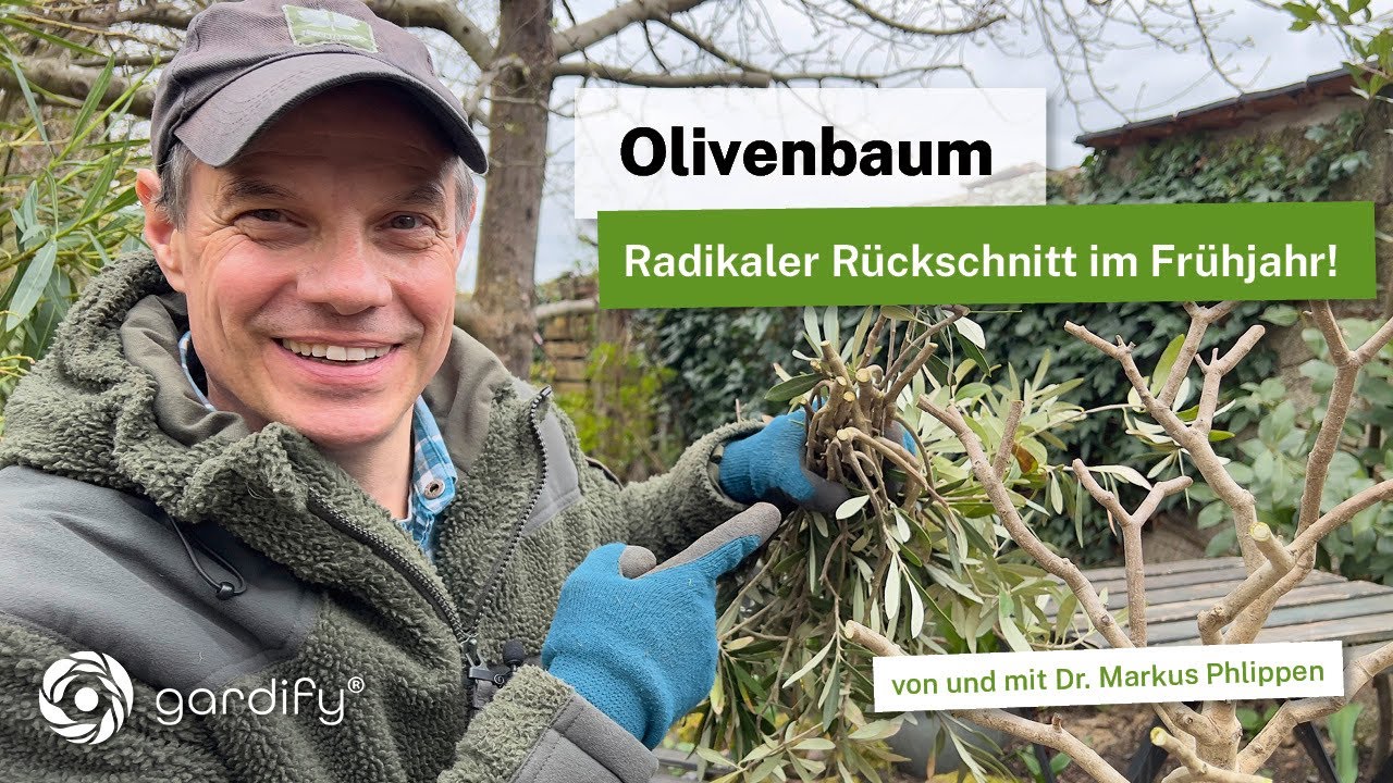 Olivenbaum: Radikaler Rückschnitt im Frühjahr! Darf man das und wie geht man vor?