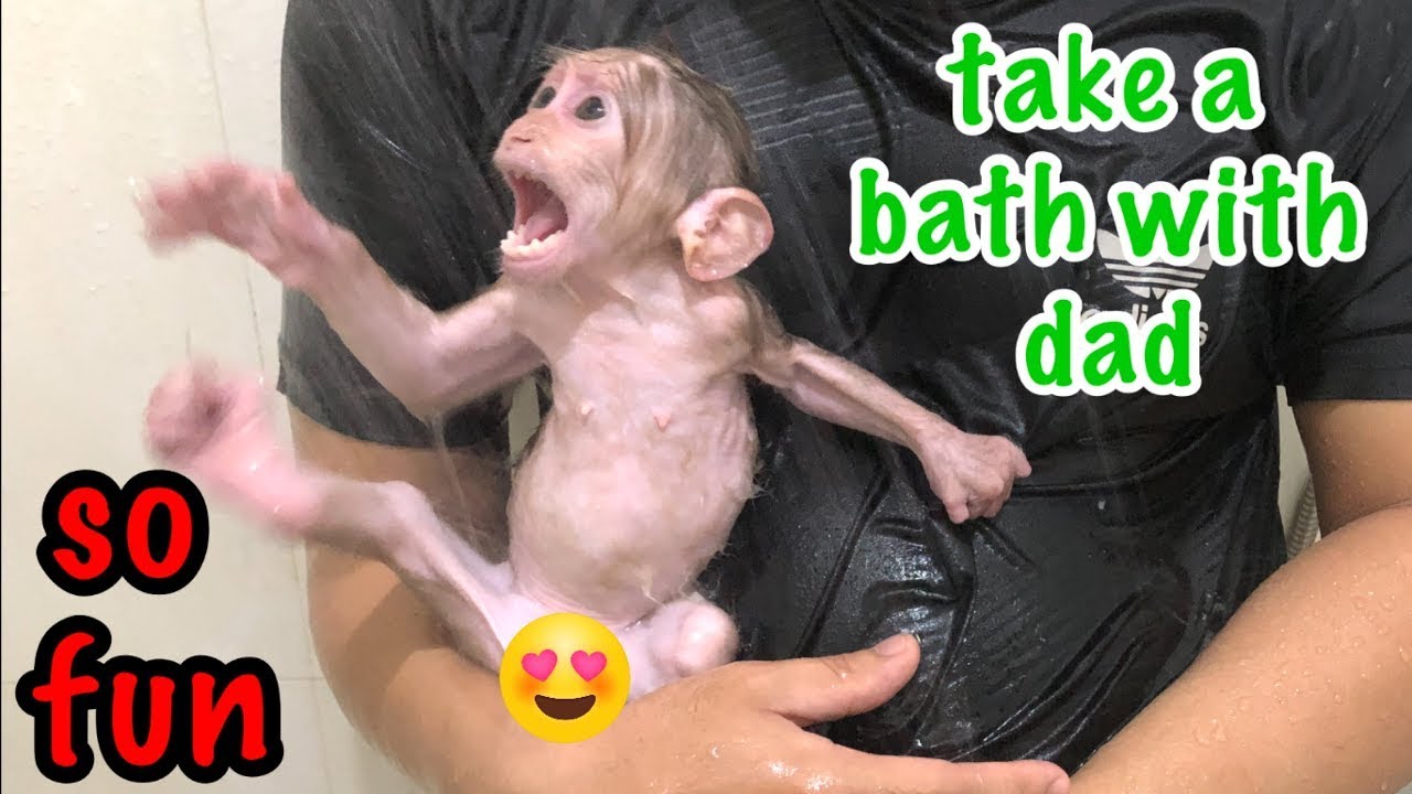 Monkey BiTa bathing with dad is so much fun