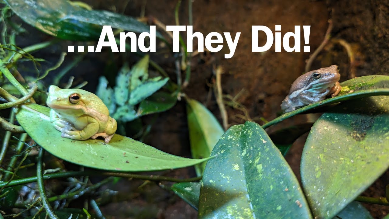 I played recordings of frog calls to see if my frogs would answer them...
