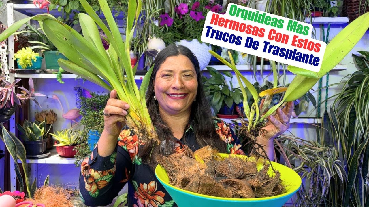Como Sembrar Orquideas Como Un Profesional y Aprende a Reproducirlas