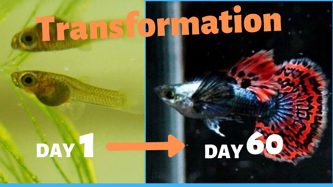 How I feed my GUPPY BABIES from day 1 to day 60 (PART 1).